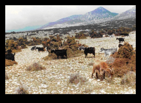 Bazı araziler aşırı otlatmaya neden daha yatkındır?